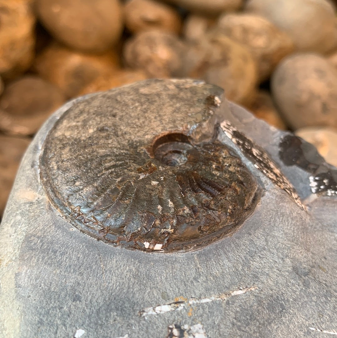 Pseudolioceras lythense ammonite fossil - Whitby, North Yorkshire Jurassic Coast, Yorkshire fossils