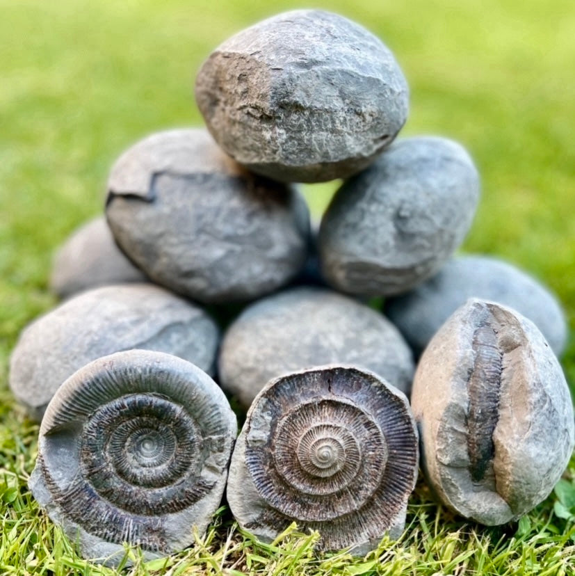 Tenuicostatum Ammonite Nodule x1 ammonite fossil - Whitby, North Yorkshire Jurassic Coast, Yorkshire fossils