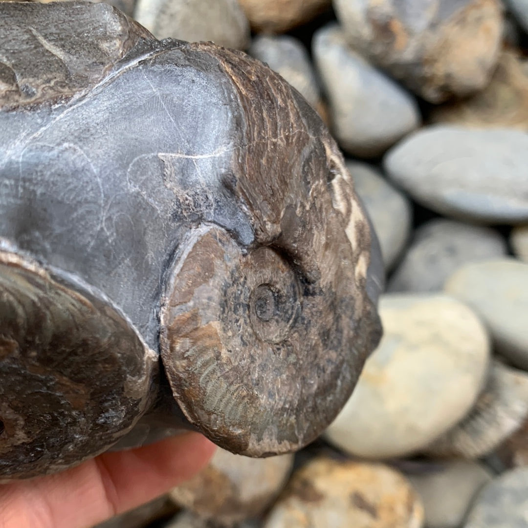 Harpoceras ammonite triple fossil - Whitby, North Yorkshire