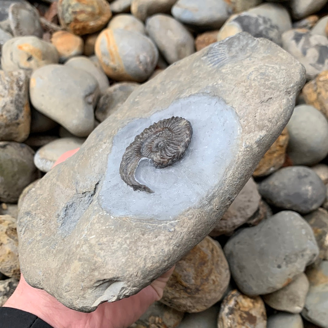 Schlothemia sp. ammonite fossil - Whitby, North Yorkshire Jurassic Coast, Yorkshire fossils