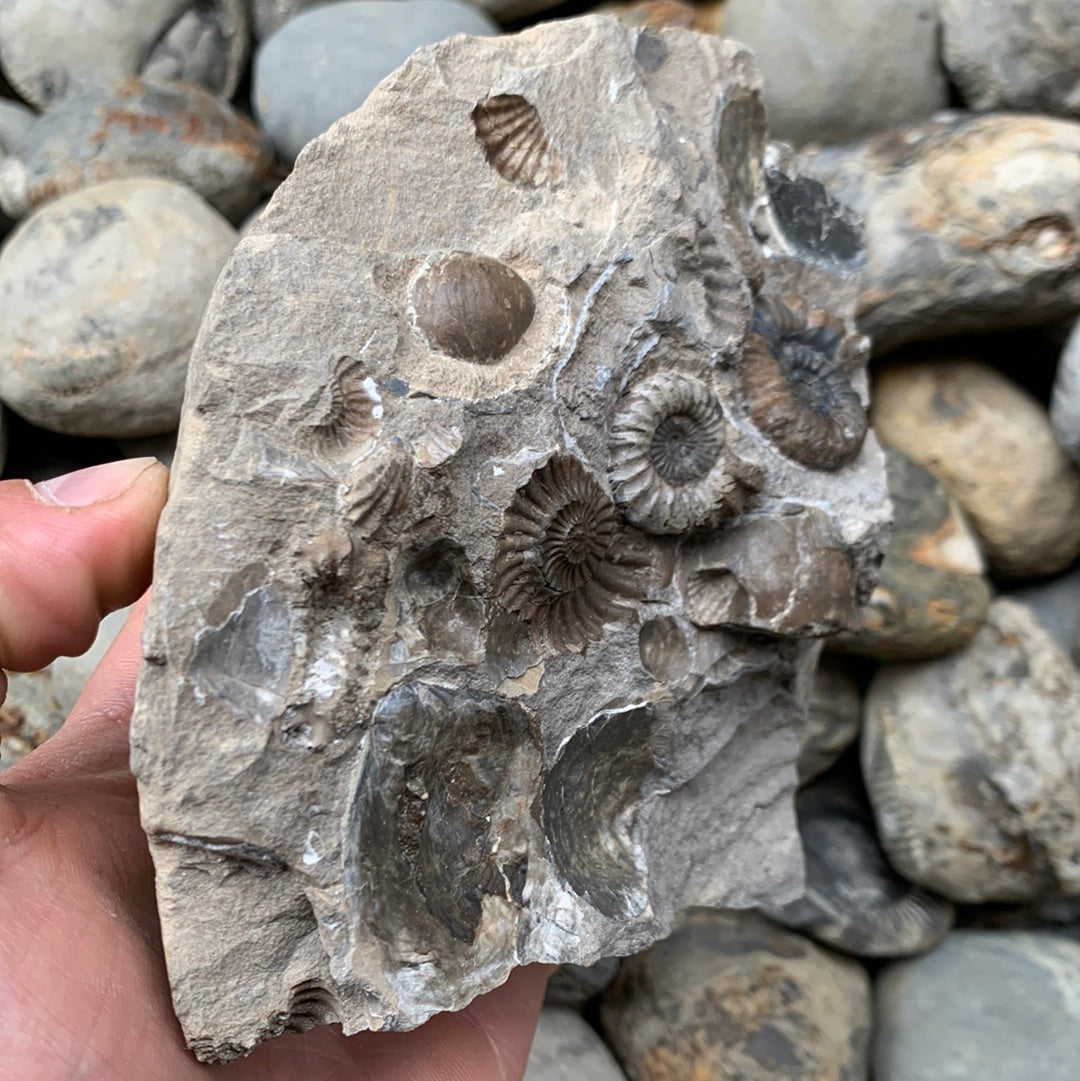 Androgynoceras Capricornus ammonite fossil - Whitby, North Yorkshire