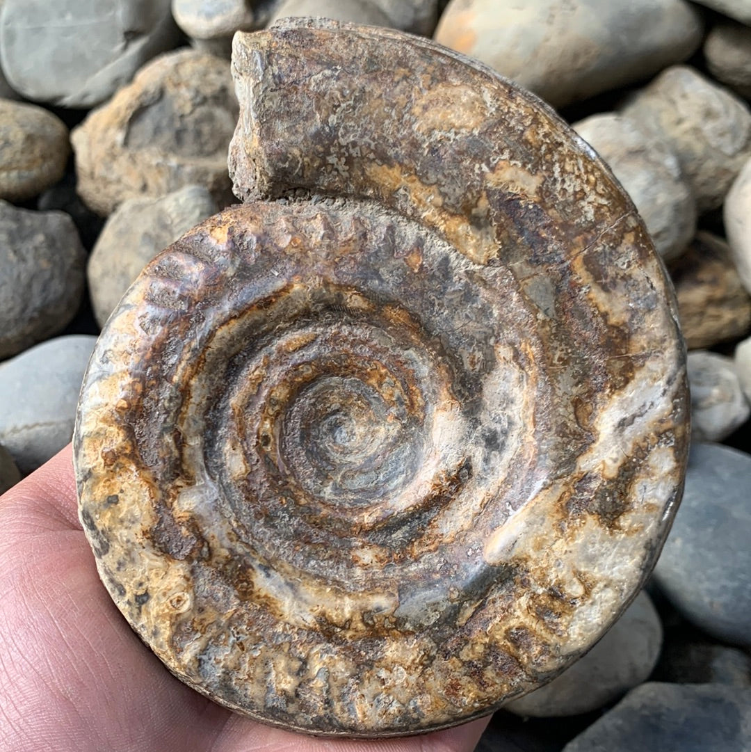 Hildoceras Bifrons ammonite fossil - Whitby, North Yorkshire Jurassic Coast
