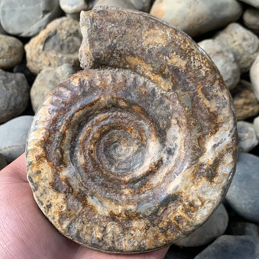 Hildoceras Bifrons ammonite fossil - Whitby, North Yorkshire Jurassic Coast