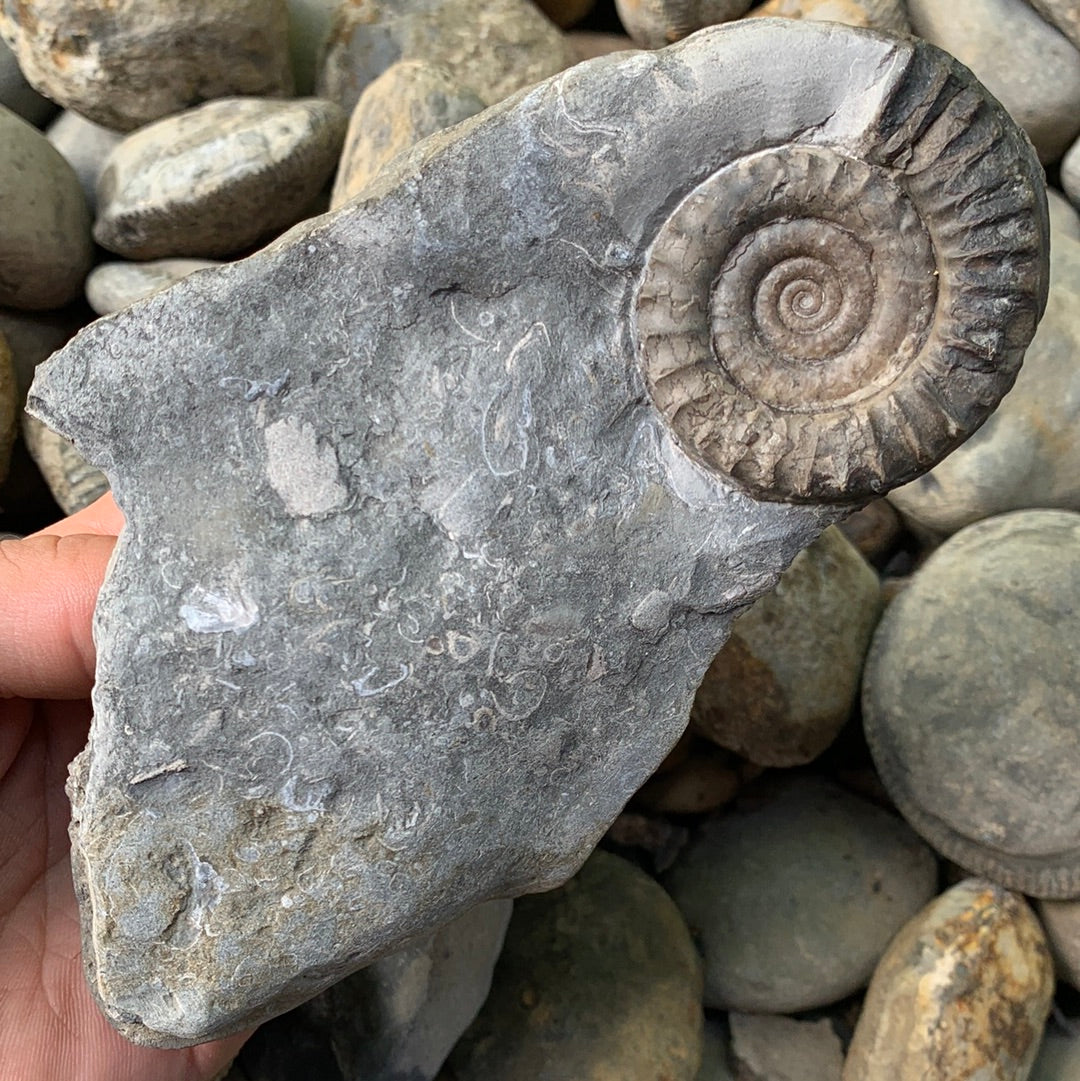 Arnioceras semicostatum ammonite shell fossil - Whitby, North Yorkshire