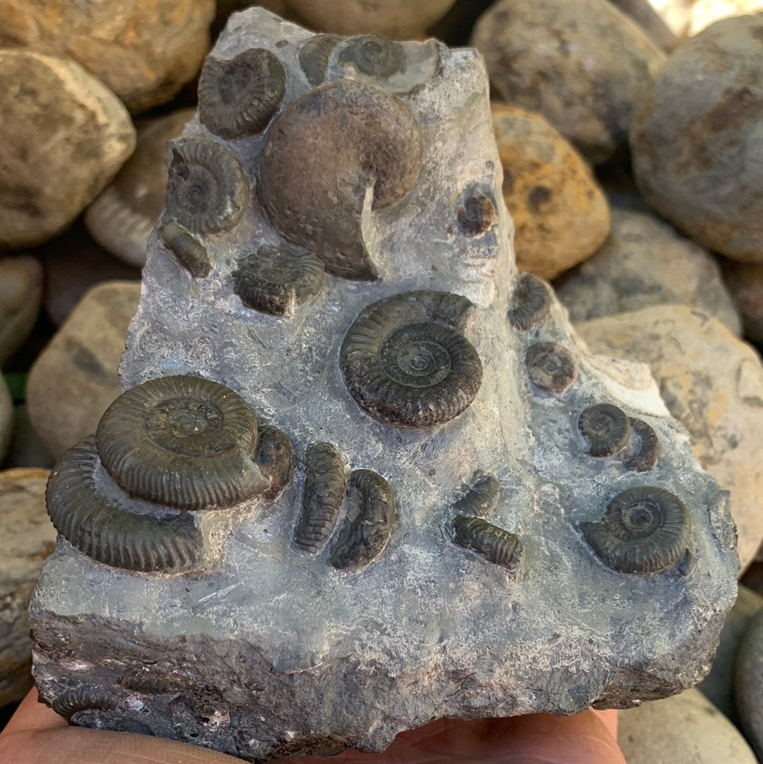 Gracile Multi-block ammonite fossil - Whitby, North Yorkshire Jurassic Coast