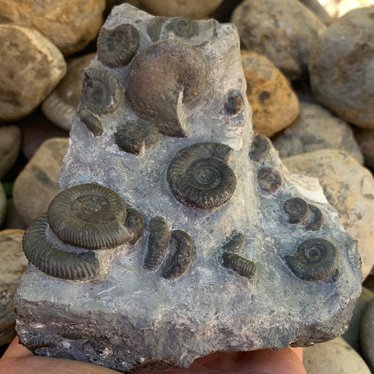 Gracile Multi-block ammonite fossil - Whitby, North Yorkshire Jurassic Coast