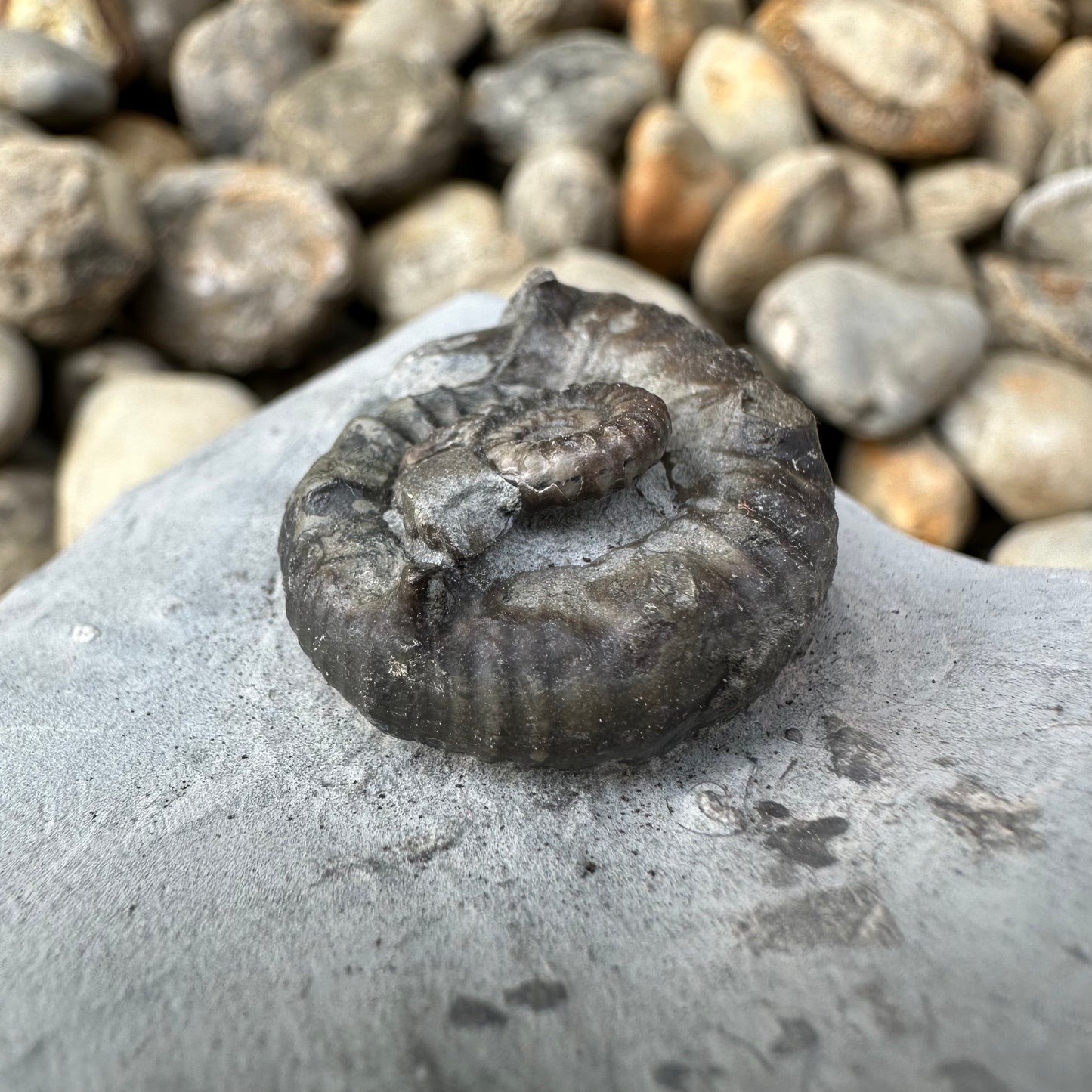 Xipheroceras / Promicroceras ammonite fossil - Whitby, North Yorkshire