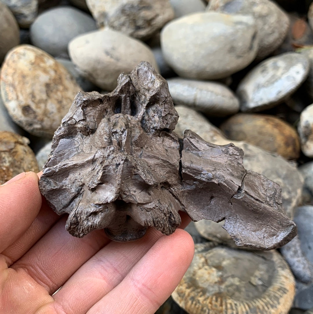 Partial Crocodile Skull - Marine Reptile Whitby, North Yorkshire