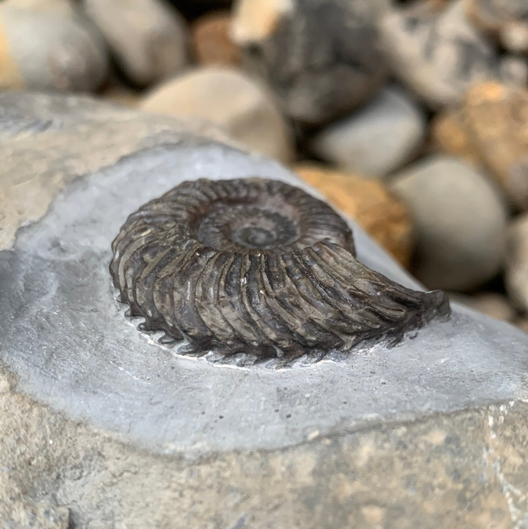 Schlothemia sp. ammonite fossil - Whitby, North Yorkshire Jurassic Coast, Yorkshire fossils