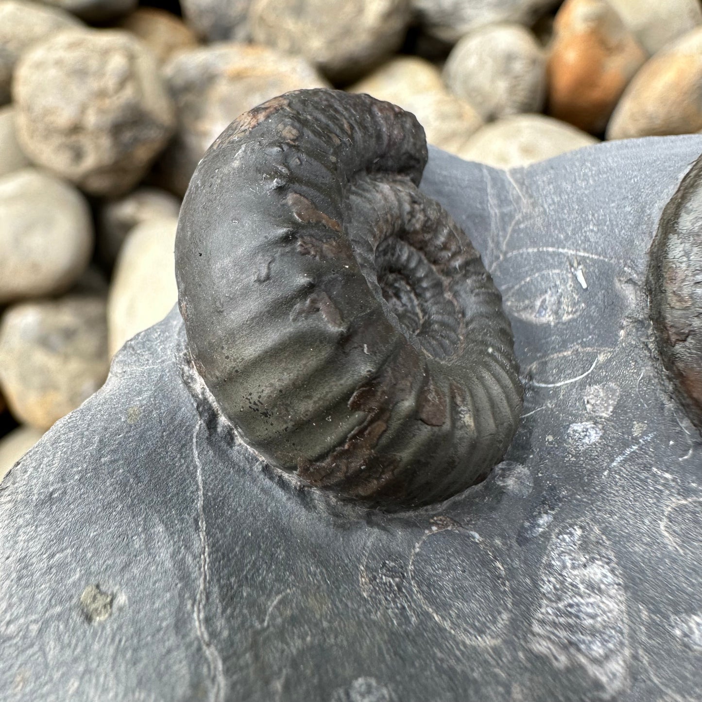 Catacoeloceras / pseudolioceras boulbiense ammonite fossil - Whitby, North Yorkshire Jurassic Coast, Yorkshire Fossils
