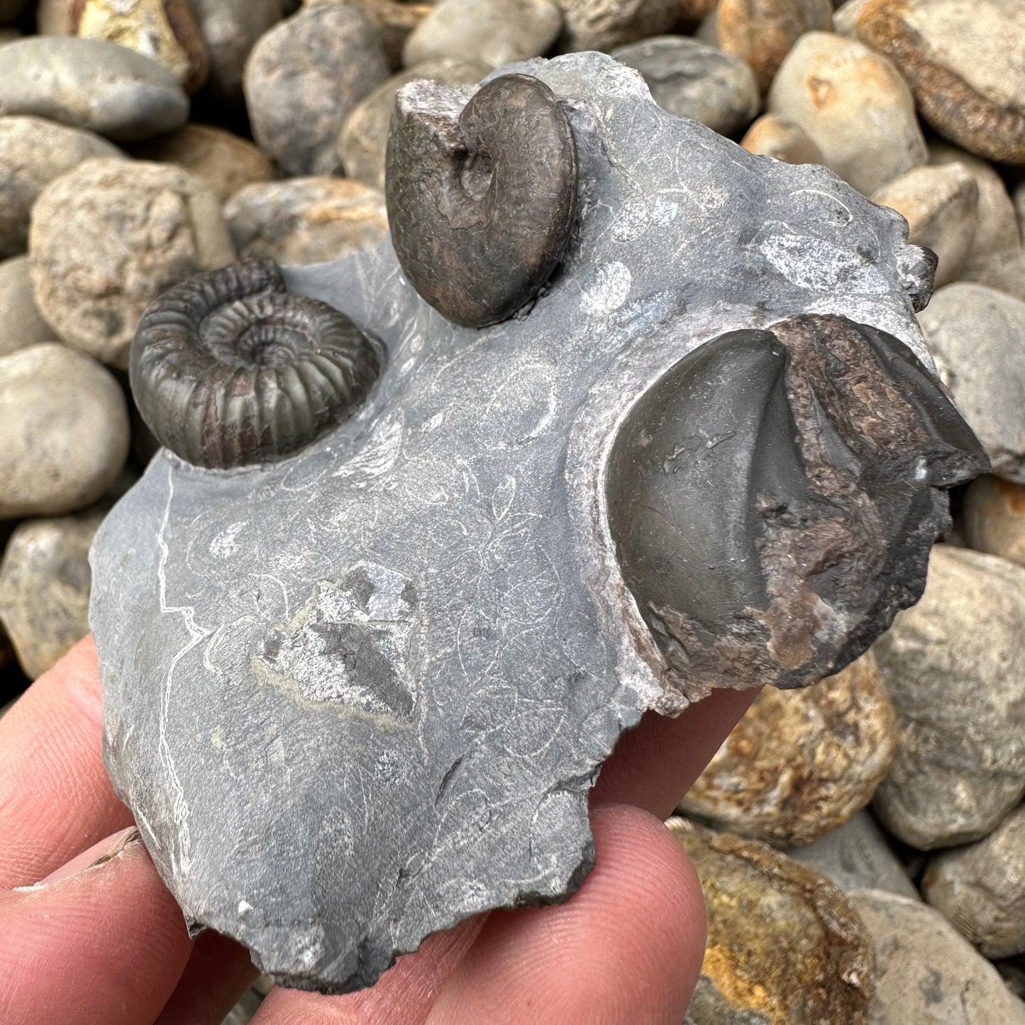 Catacoeloceras / pseudolioceras boulbiense ammonite fossil - Whitby, North Yorkshire Jurassic Coast, Yorkshire Fossils