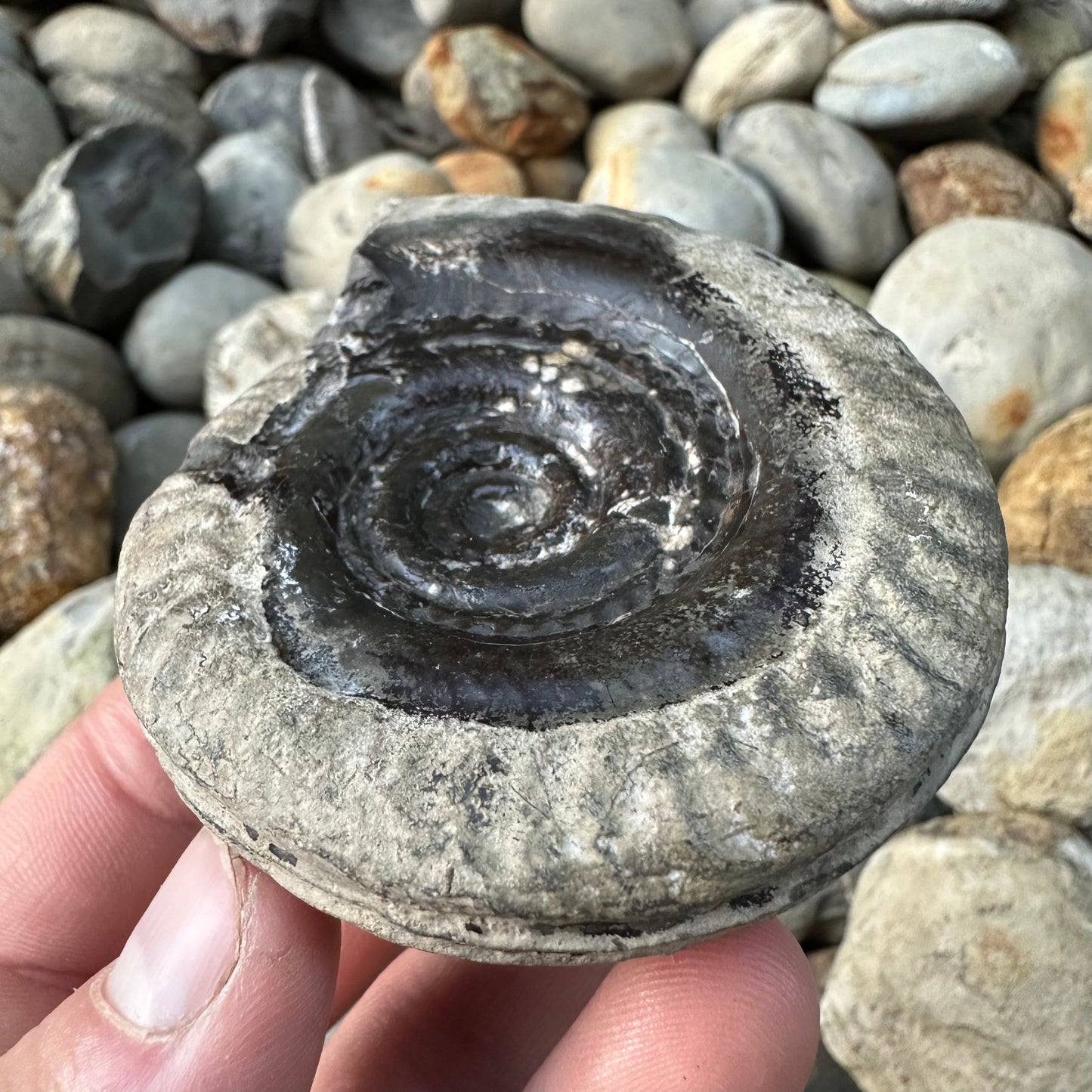 Hildoceras Bifrons ammonite fossil - Whitby, North Yorkshire Jurassic Coast