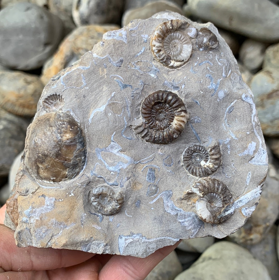 Androgynoceras capricornus ammonite fossil - Whitby, North Yorkshire