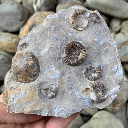 Androgynoceras capricornus ammonite fossil - Whitby, North Yorkshire