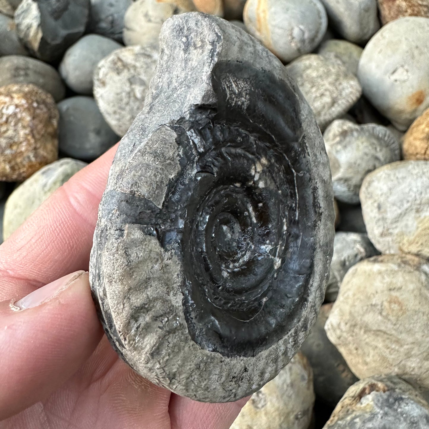 Hildoceras Bifrons ammonite fossil - Whitby, North Yorkshire Jurassic Coast
