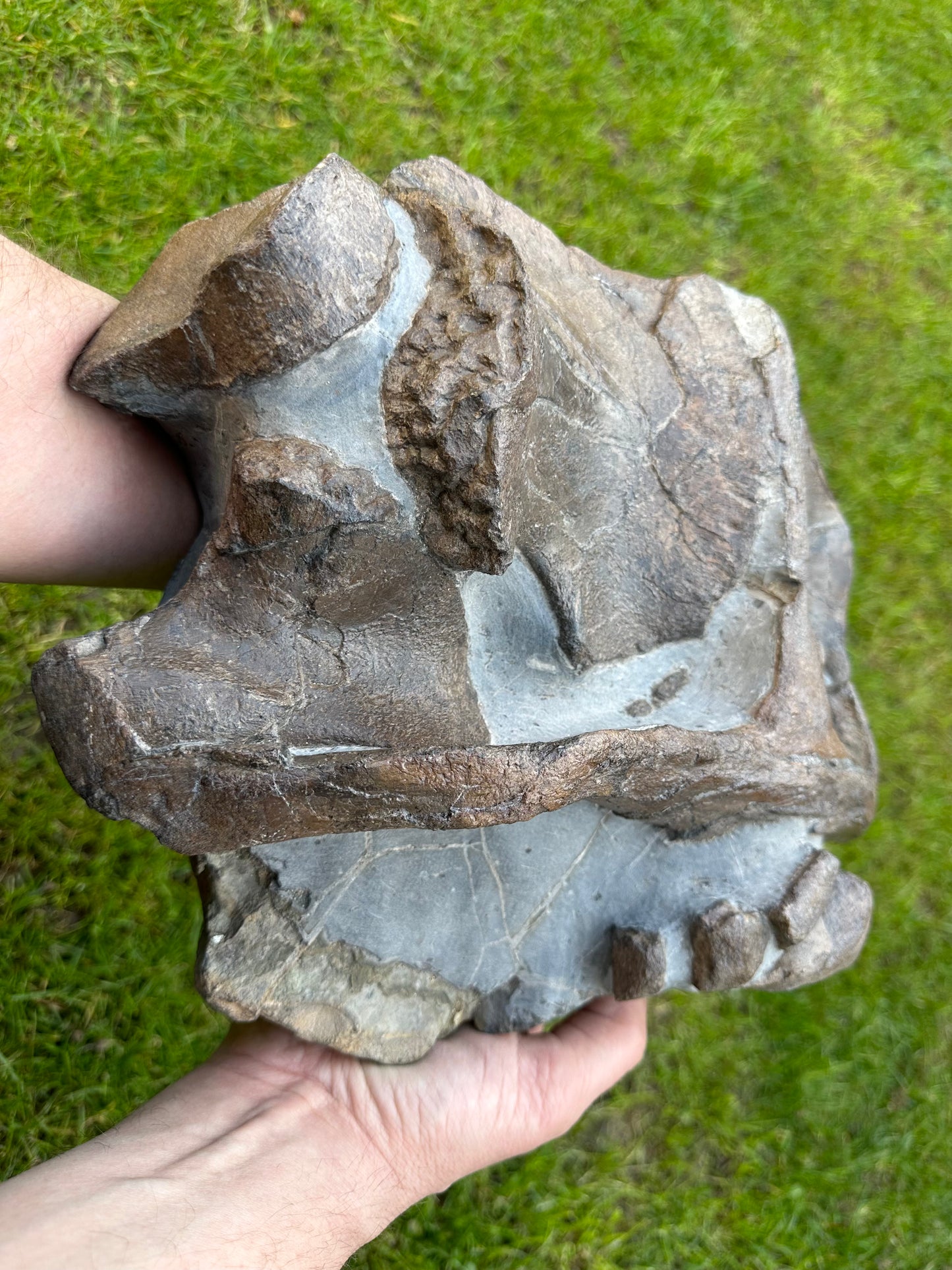Museum Quality Ichthyosaur Bone Block (Articulated Pectoral Girdle) - Whitby, North Yorkshire, Jurassic Coast