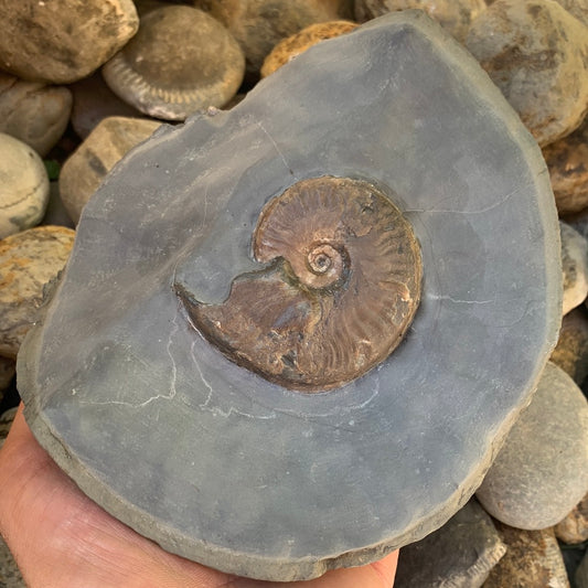 Eleganticeras Elegantulum ammonite fossil - Whitby, North Yorkshire Jurassic Coast