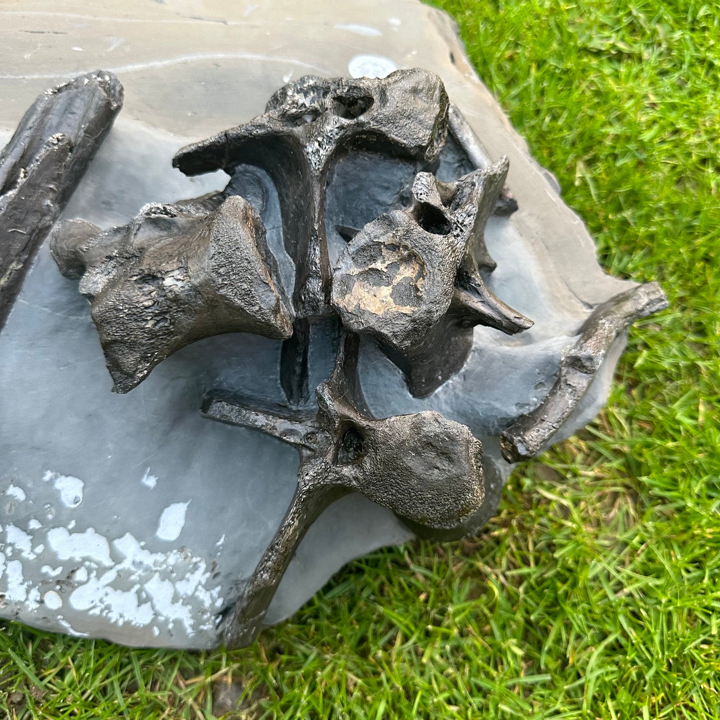 Crocodile Bone Block - Marine Reptile Whitby, North Yorkshire, Jurassic Coast
