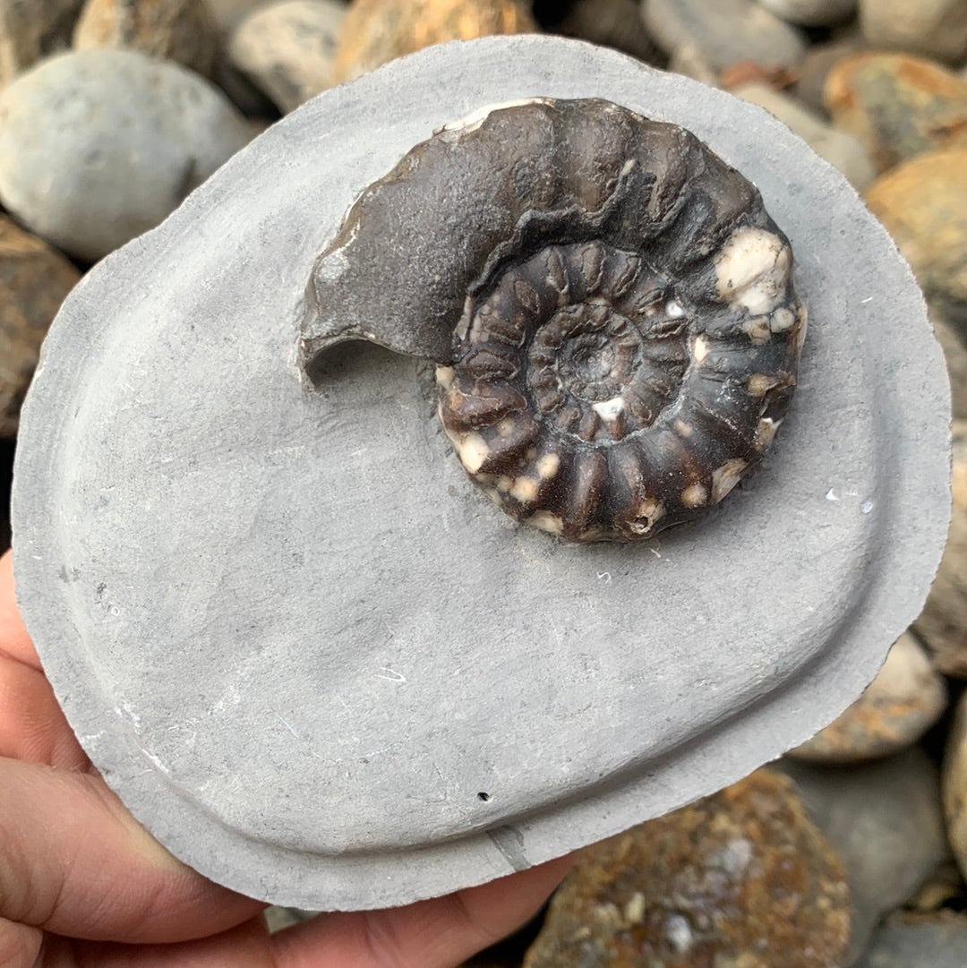Androgynoceras maculatum ammonite fossil - Whitby, North Yorkshire