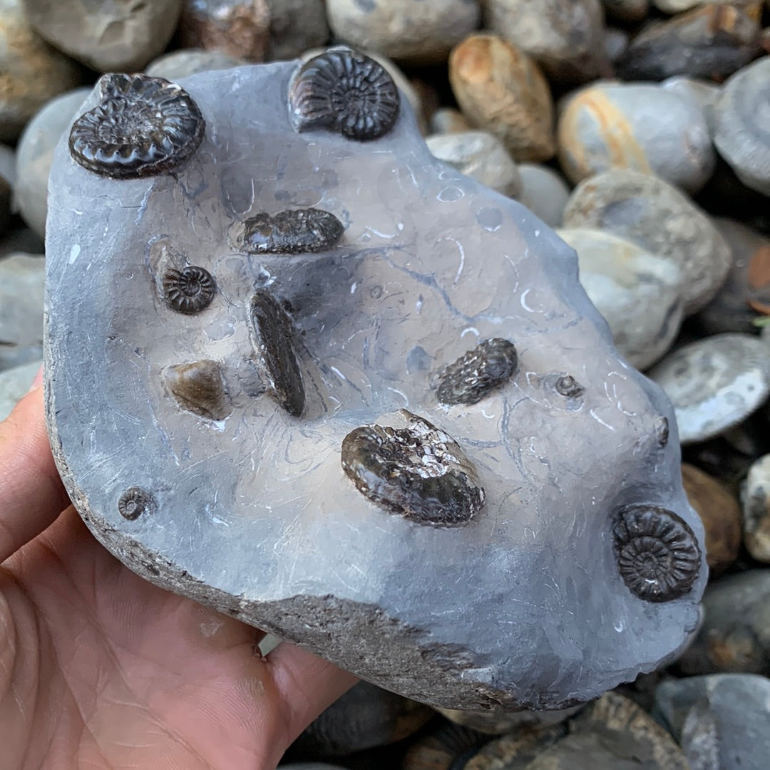 Amaltheus subnodosus ammonite fossil - Whitby, North Yorkshire