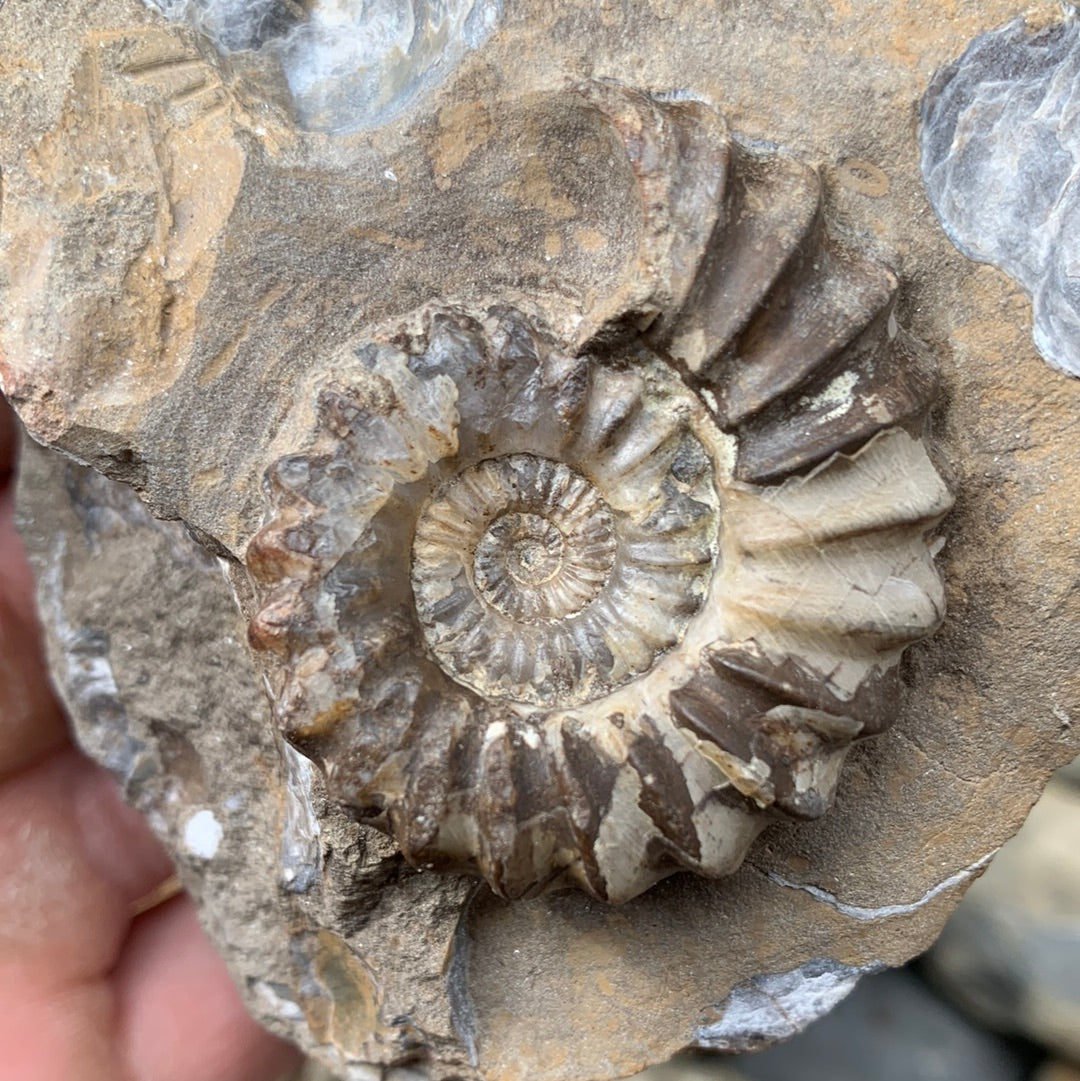 Androgynoceras Capricornus ammonite fossil - Whitby, North Yorkshire