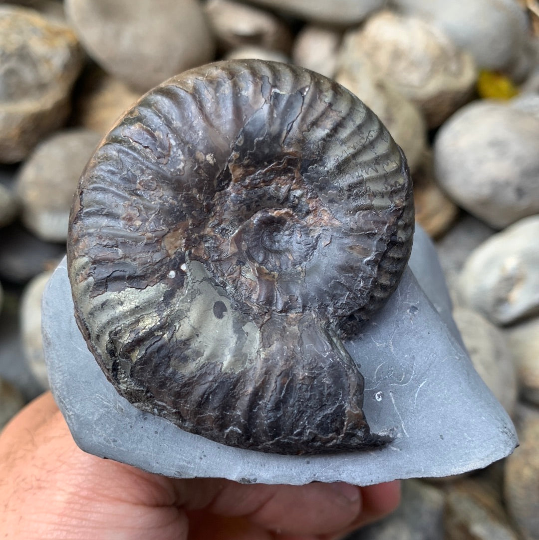 Grammoceras thouarense / pseudolioceras boulbiense ammonite fossil - Whitby, North Yorkshire Jurassic Coast