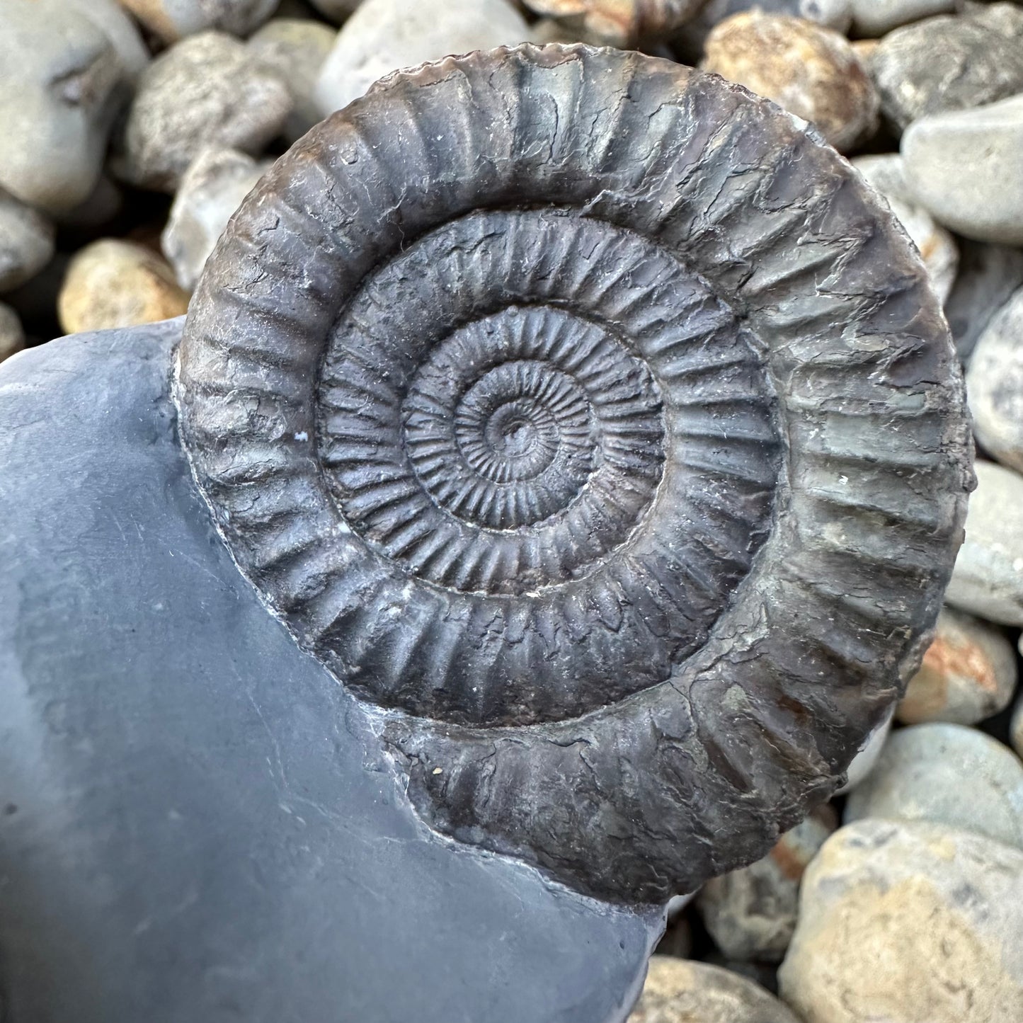 Dactylioceras Double ammonite fossil - Whitby, North Yorkshire Jurassic Coast