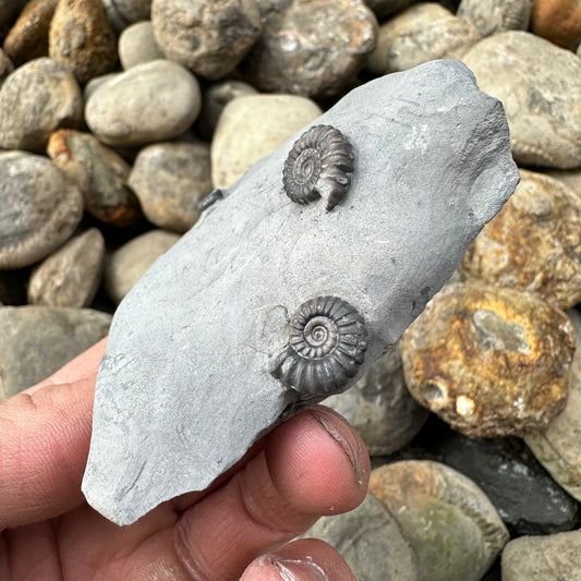 Promicroceras ammonite fossil - Whitby, North Yorkshire