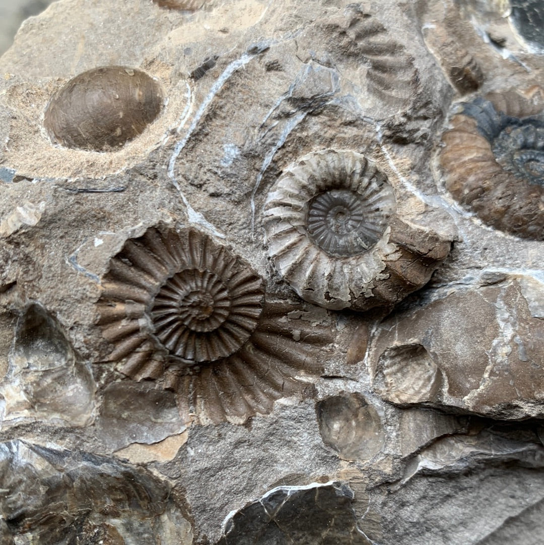 Androgynoceras Capricornus ammonite fossil - Whitby, North Yorkshire