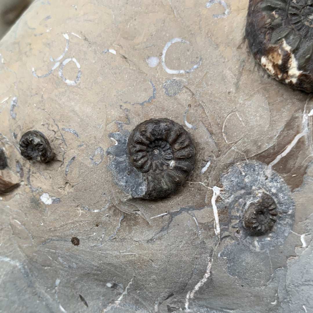 Amaltheus subnodosus ammonite fossil - Whitby, North Yorkshire, Yorkshire fossils