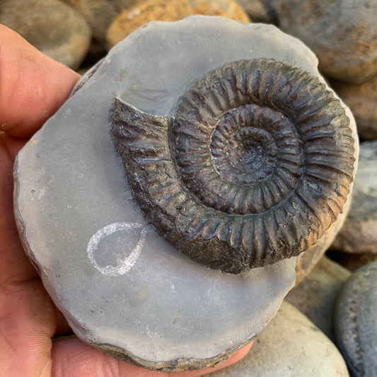 Catacoeloceras ammonite fossil - Whitby, North Yorkshire