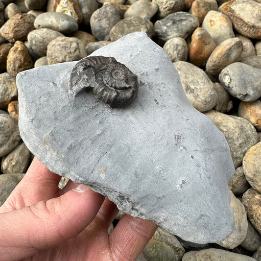 Xipheroceras / Promicroceras ammonite fossil - Whitby, North Yorkshire