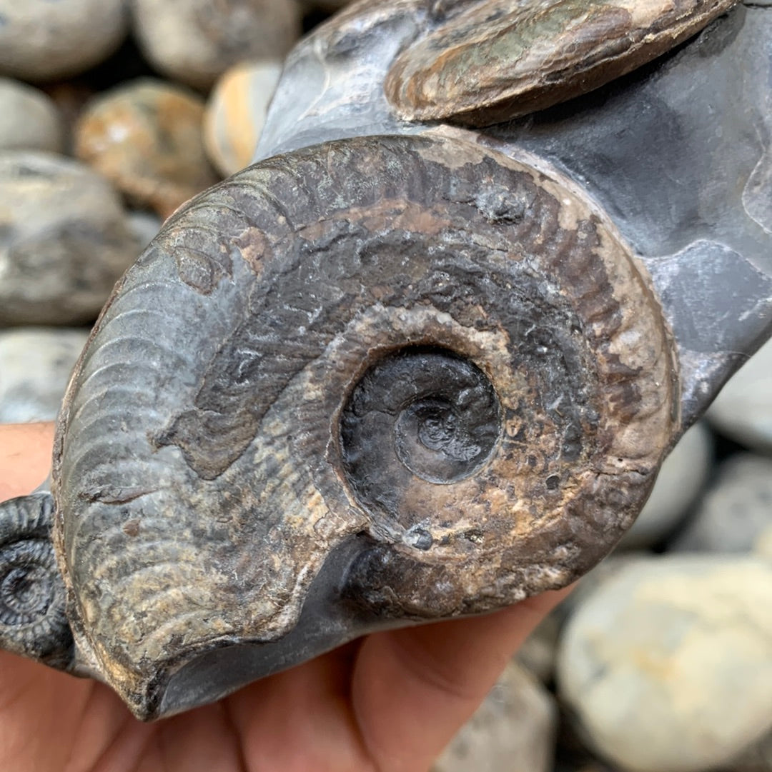 Harpoceras ammonite triple fossil - Whitby, North Yorkshire