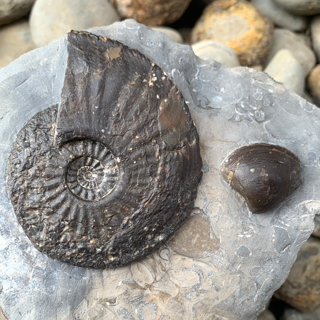 Amaltheus margaritatus ammonite fossil - Whitby, North Yorkshire