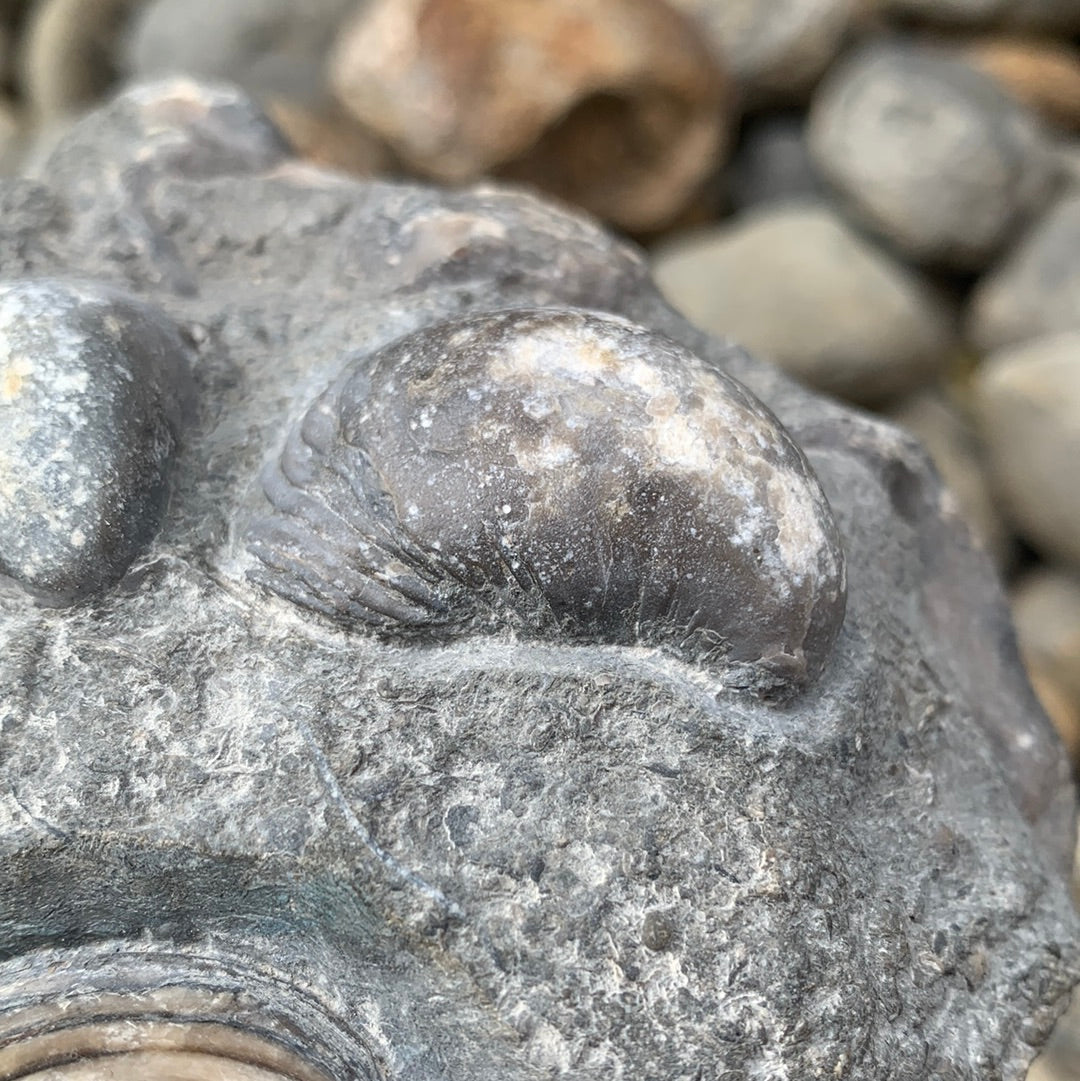 Cardinia Shell fossil - Whitby, North Yorkshire