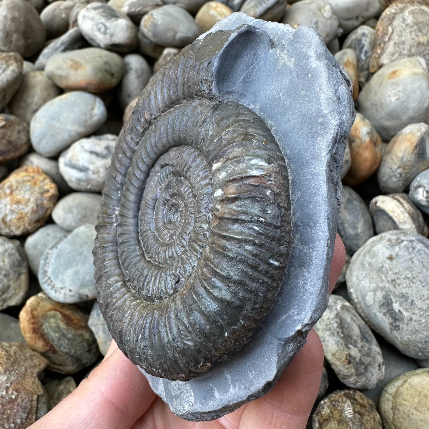 Dactylioceras ammonite fossil - Whitby, North Yorkshire, Yorkshire Fossils found on the Jurassic Coast
