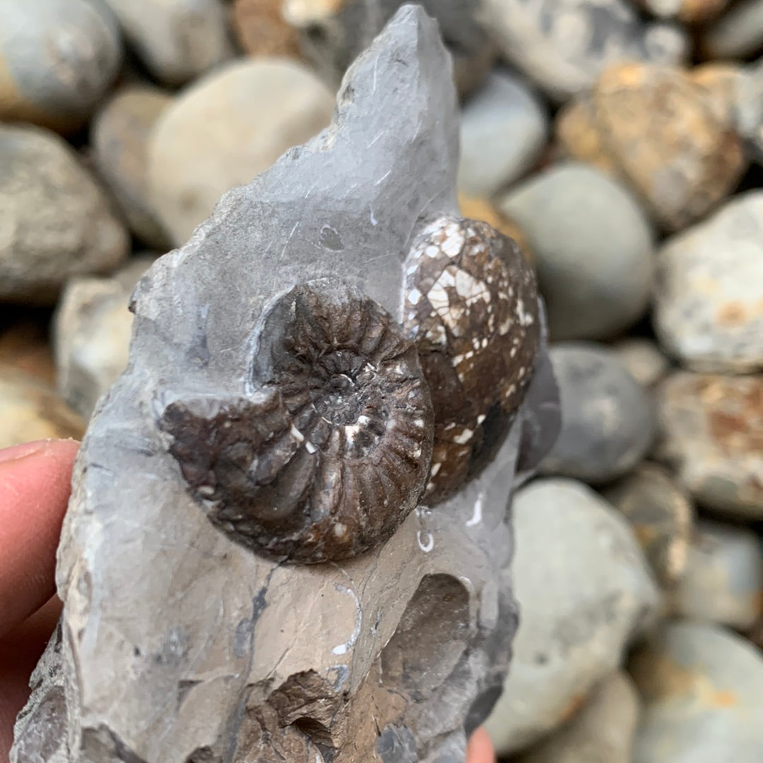 Amaltheus subnodosus ammonite fossil - Whitby, North Yorkshire