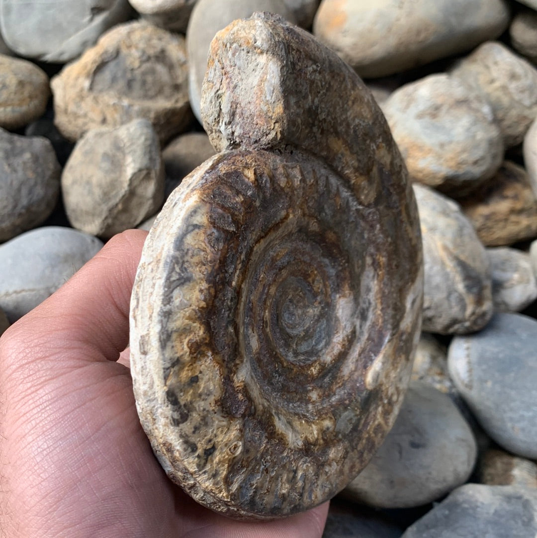 Hildoceras Bifrons ammonite fossil - Whitby, North Yorkshire Jurassic Coast