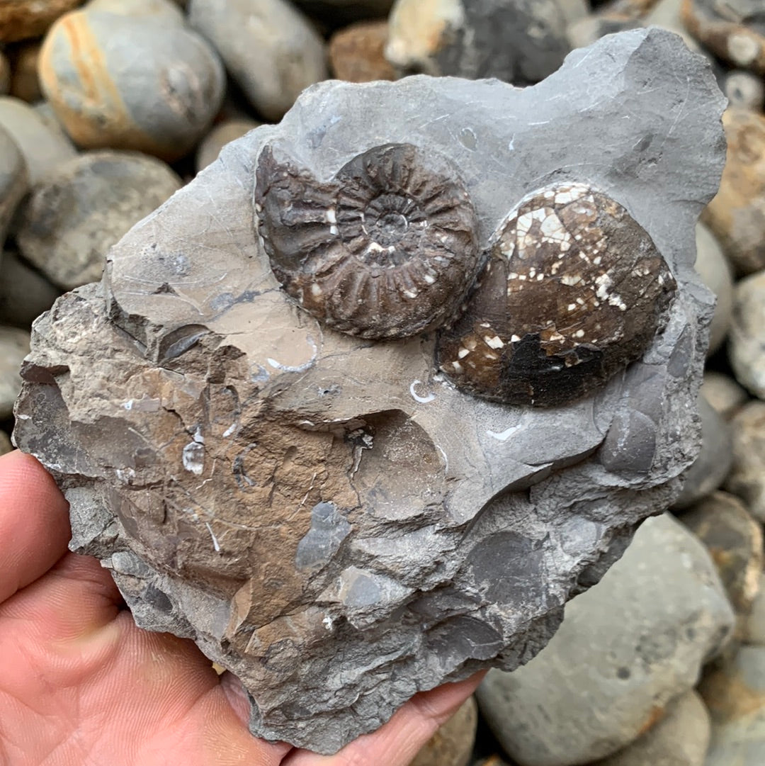 Amaltheus subnodosus ammonite fossil - Whitby, North Yorkshire