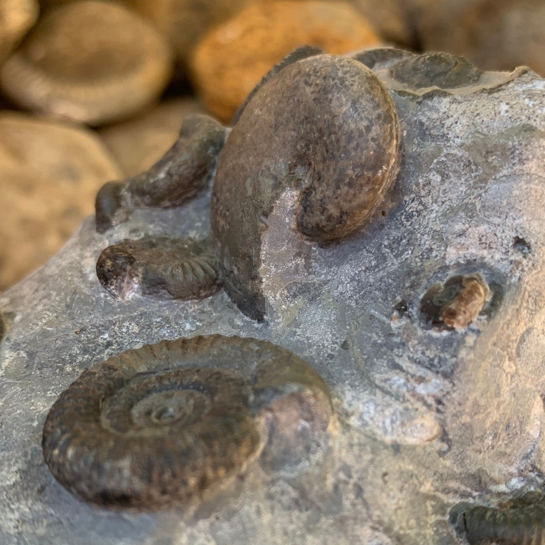 Gracile Multi-block ammonite fossil - Whitby, North Yorkshire Jurassic Coast