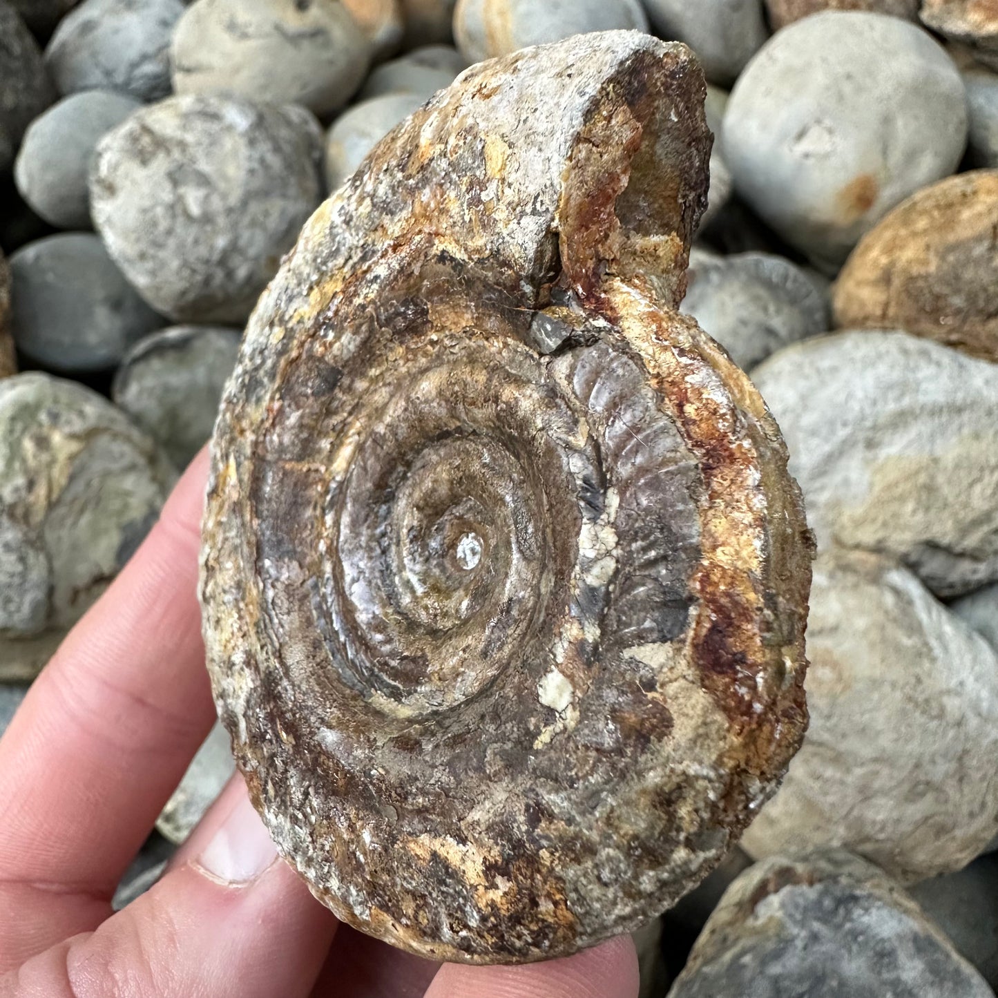 Hildoceras Bifrons ammonite fossil - Whitby, North Yorkshire Jurassic Coast