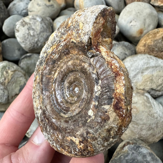 Hildoceras Bifrons ammonite fossil - Whitby, North Yorkshire Jurassic Coast