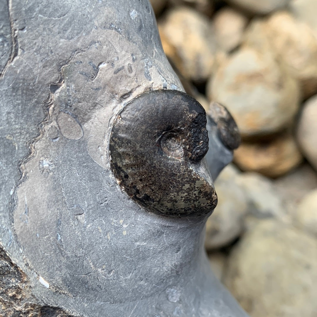 Grammoceras thouarense / pseudolioceras boulbiense ammonite fossil - Whitby, North Yorkshire Jurassic Coast