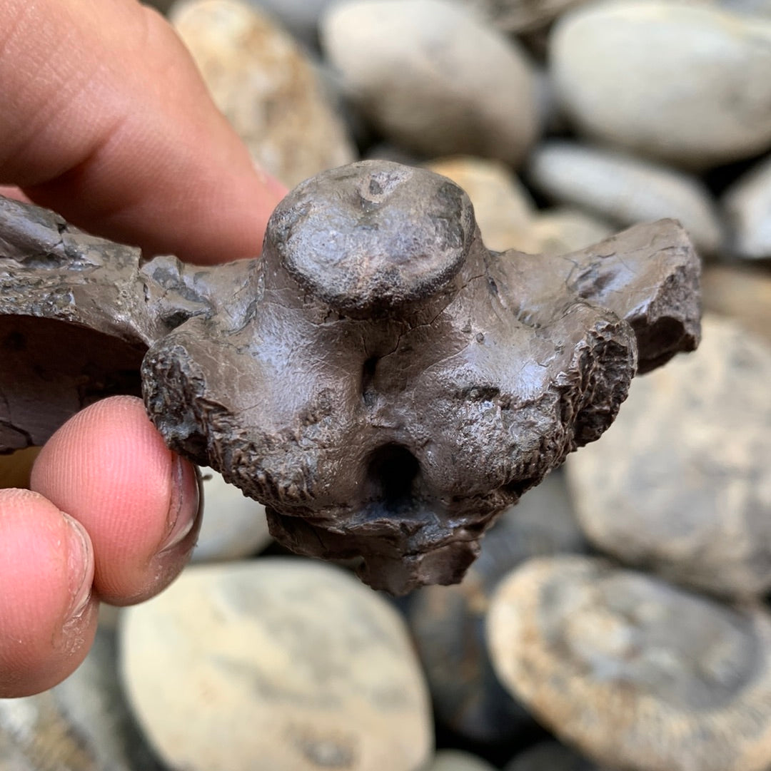 Partial Crocodile Skull - Marine Reptile Whitby, North Yorkshire