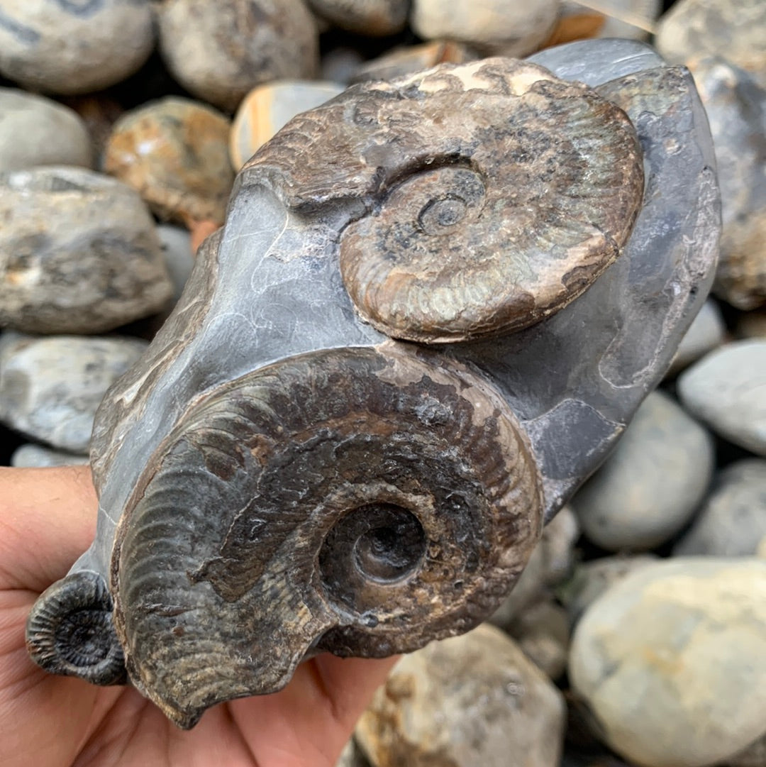 Harpoceras ammonite triple fossil - Whitby, North Yorkshire