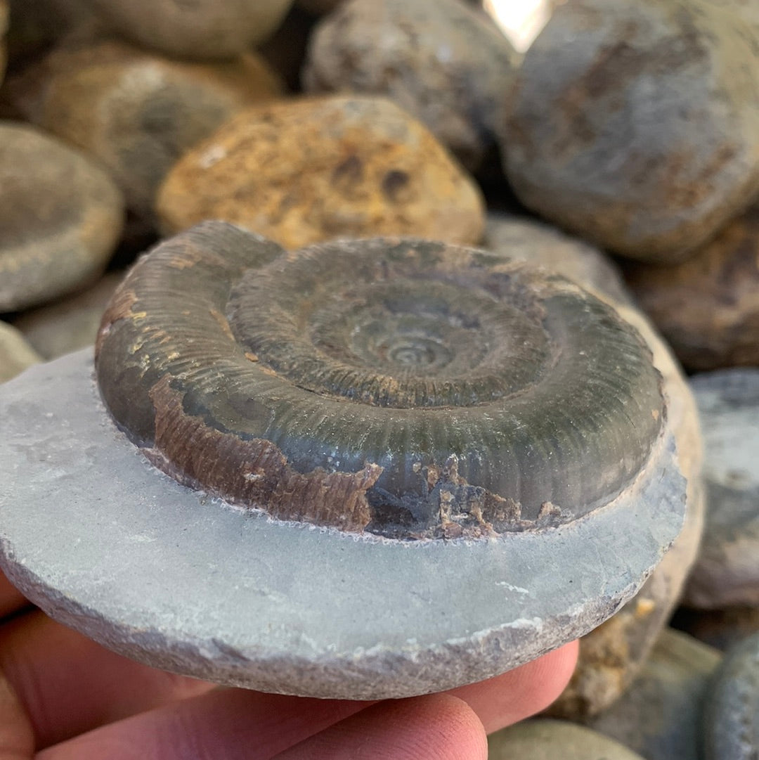 Dactylioceras tenuicostatum ammonite fossil - Whitby, North Yorkshire Jurassic Coast