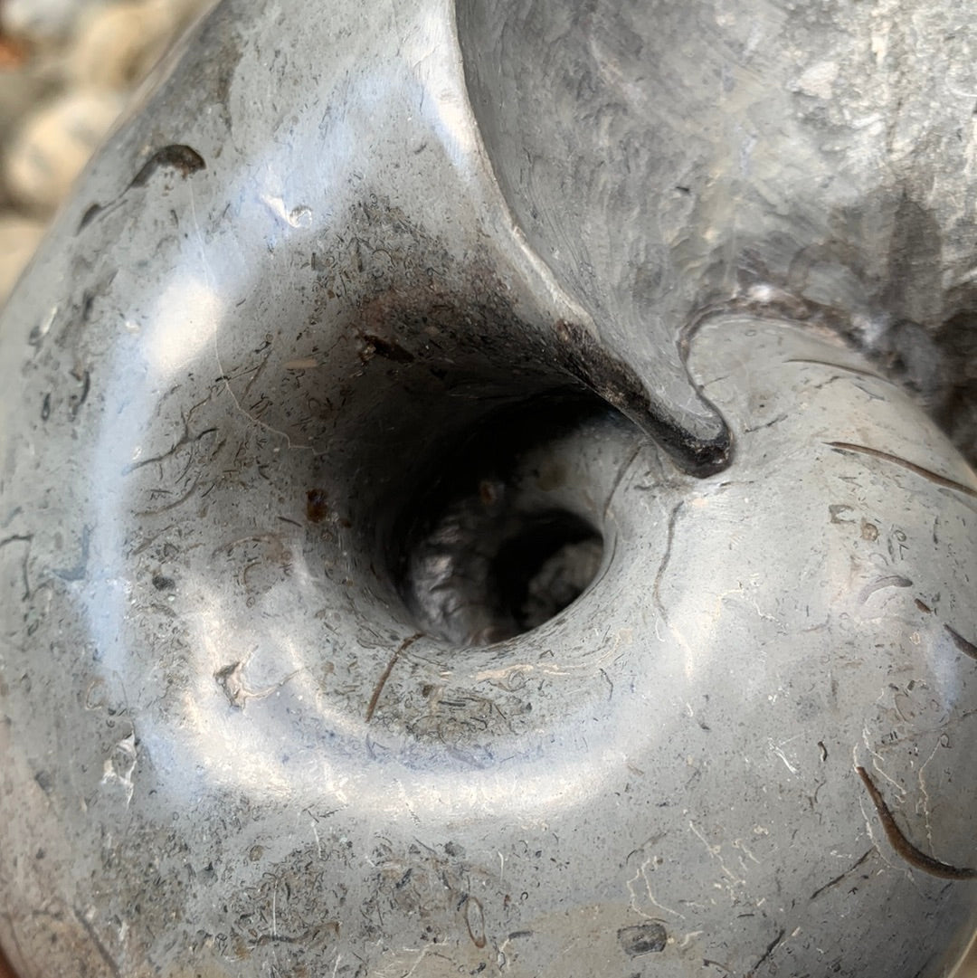 Nautilus shell fossil - Whitby, North Yorkshire Jurassic Coast