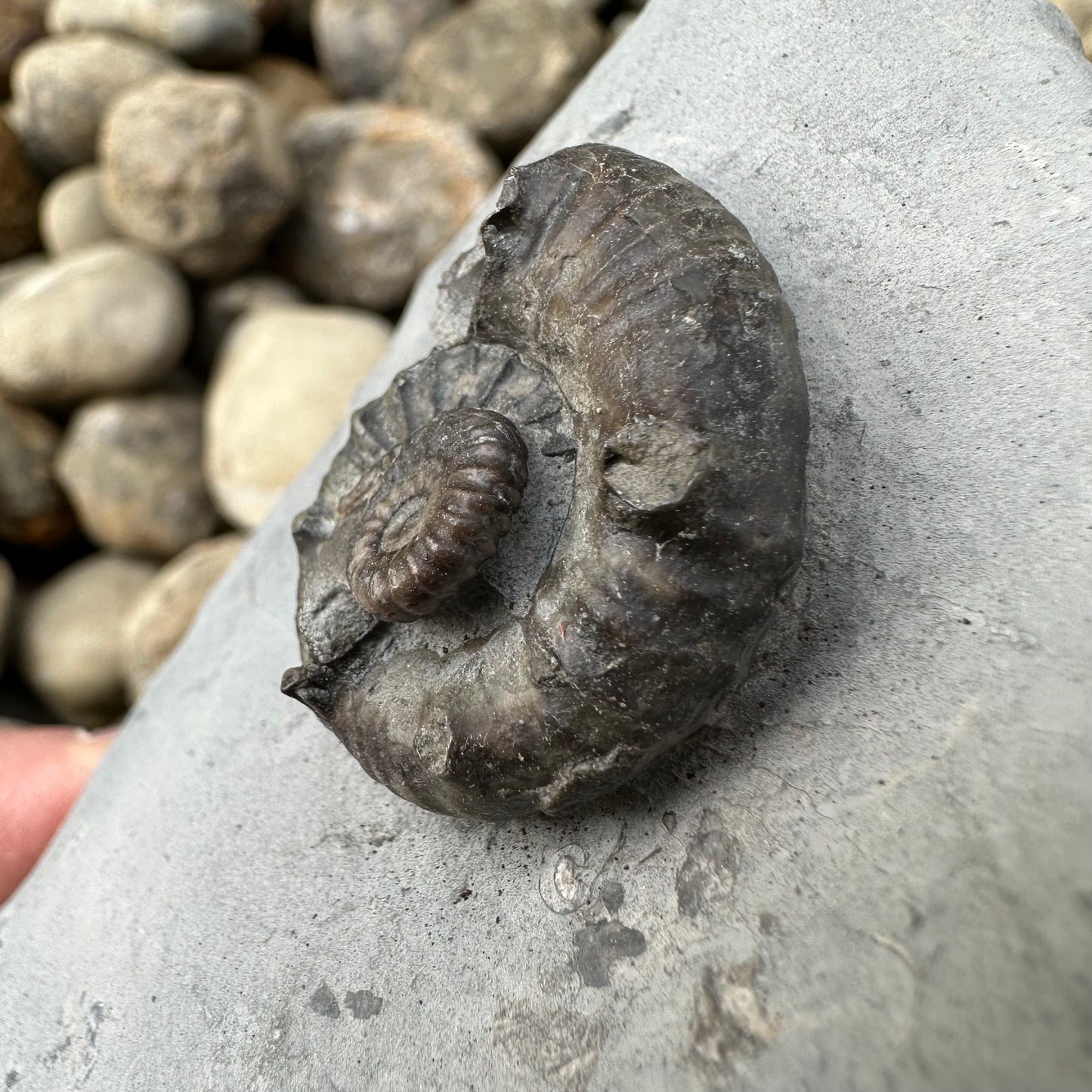 Xipheroceras / Promicroceras ammonite fossil - Whitby, North Yorkshire