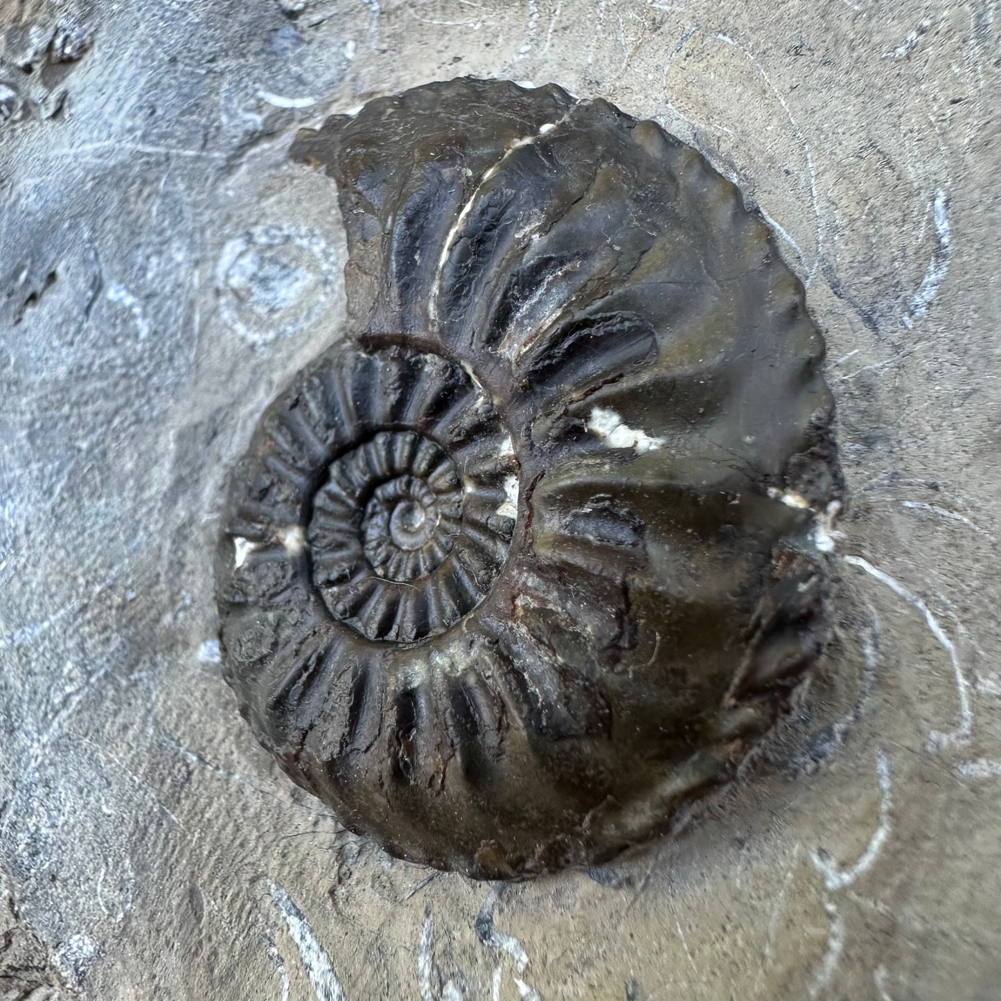 Amaltheus subnodosus ammonite fossil - Whitby, North Yorkshire