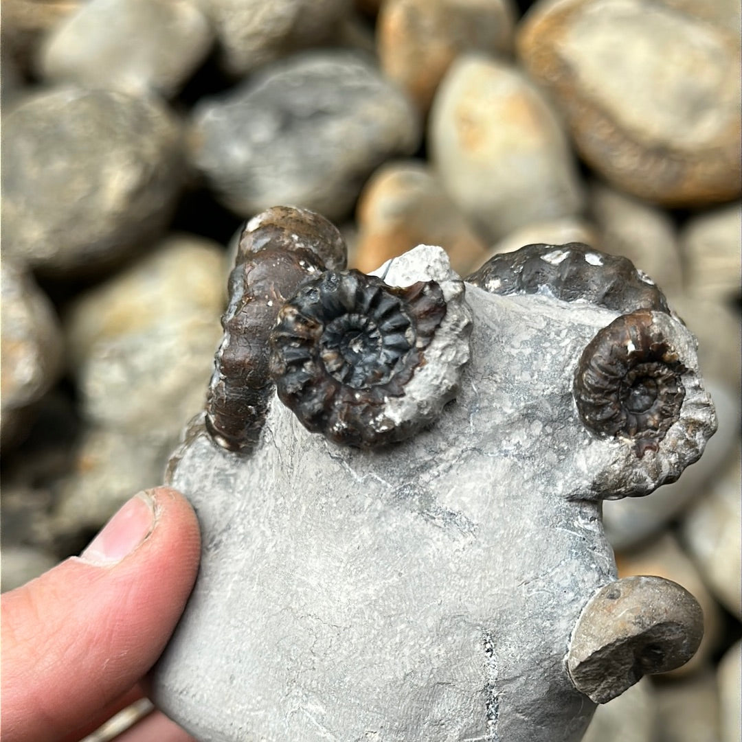 Androgynoceras maculatum ammonite fossil - Whitby, North Yorkshire